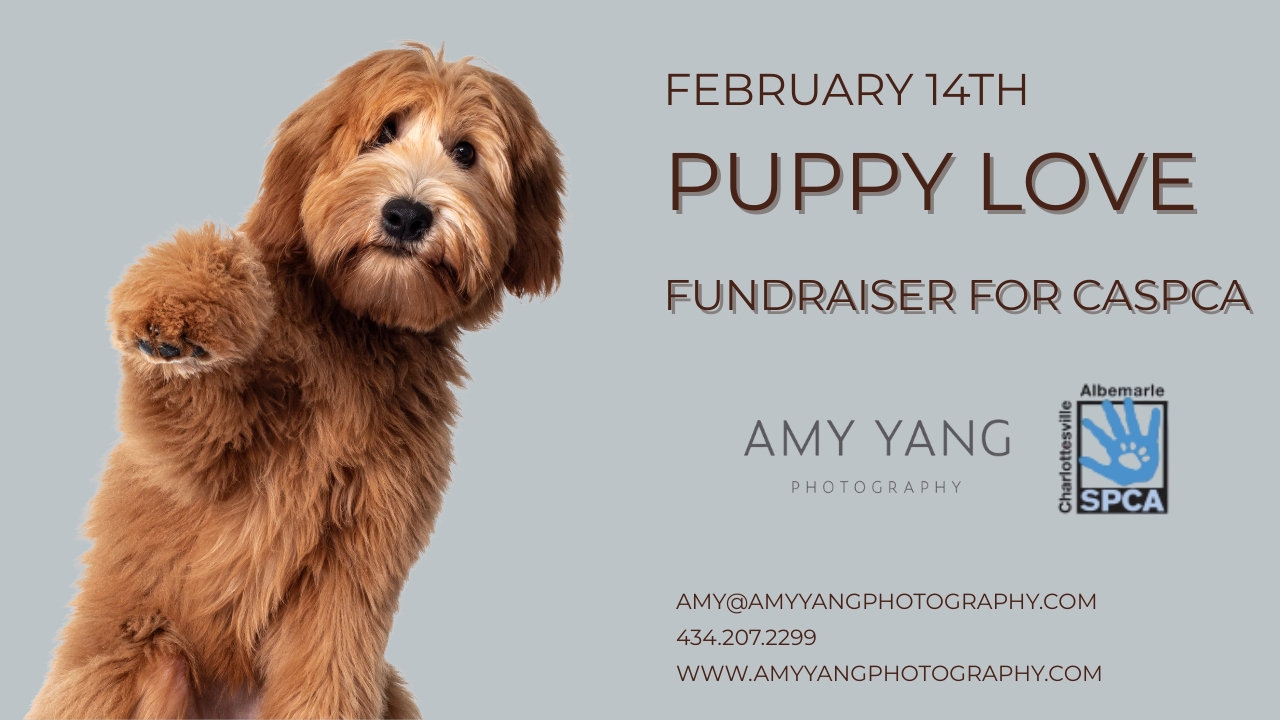 Dog Portrait for CASPCA